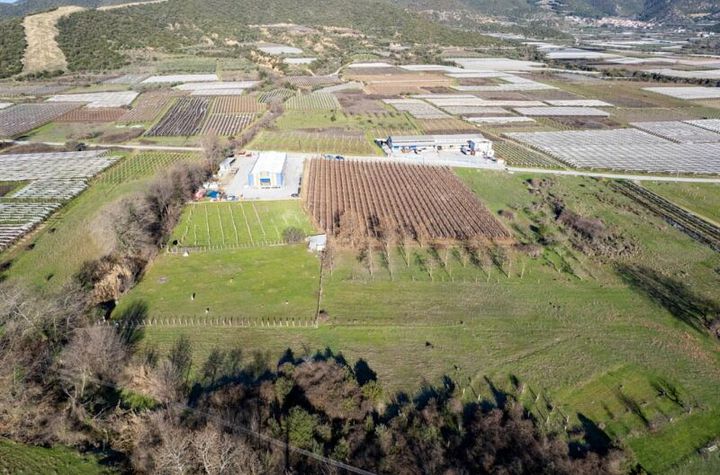 Teren agricol 4.755 mp în Mirtofito, Kavala anunturi imobiliare Grecia