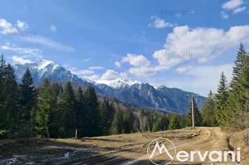 Teren Intravilan de vanzare RASNOV - Brasov anunturi imobiliare Brasov