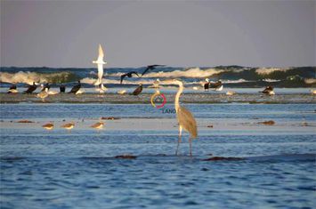 Teren Intravilan de vanzare CHILIA VECHE - Tulcea anunturi imobiliare Tulcea