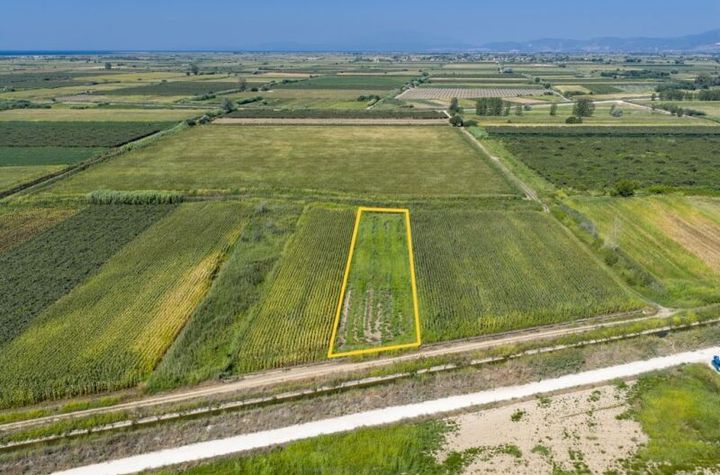 Teren agricol 3.027 mp în Nea Karya anunturi imobiliare Grecia