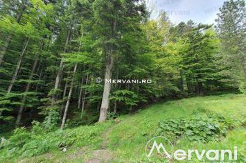 Teren Intravilan de vanzare SINAIA - Prahova anunturi imobiliare Prahova