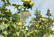 67.500 €, Teren Extravilan