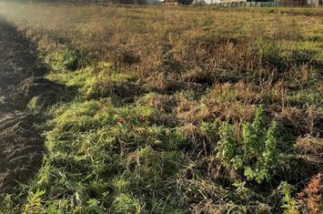 Teren intravilan în Ususău anunturi imobiliare Arad