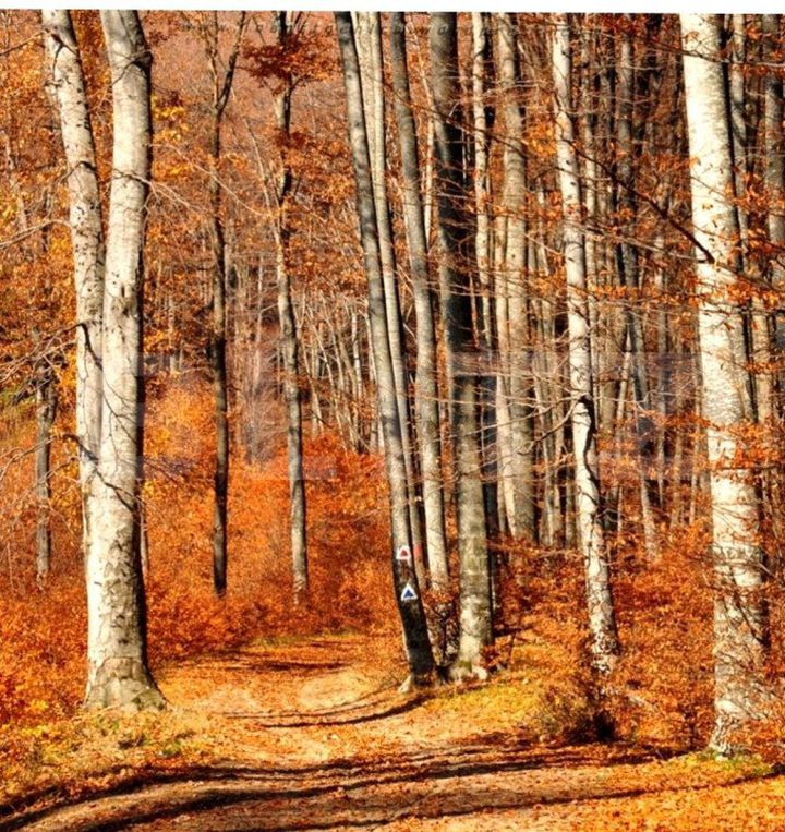 Teren de vanzare TIMISOARA - Timis anunturi imobiliare Timis