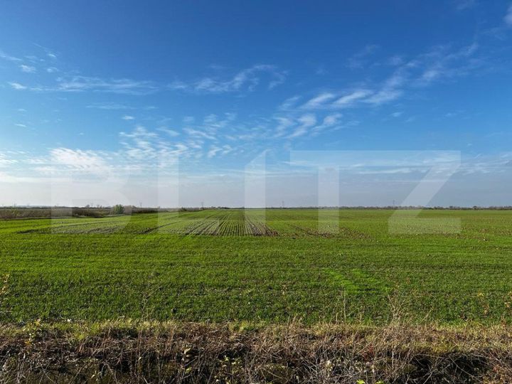 Teren de vanzare RUDICICA - Timis anunturi imobiliare Timis
