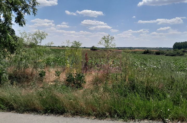 TEISOR (GR) - 2 TERENURI LIPITE (TOT. 16500 MP) DE VANZARE 90K EUR NEG anunturi imobiliare Giurgiu
