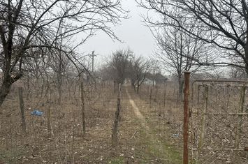 Teren de vanzare COSOVENI - Dolj anunturi imobiliare Dolj