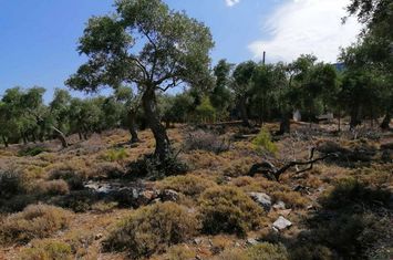 Teren 6591.49 mp în Kallirachi, Thassos anunturi imobiliare Grecia