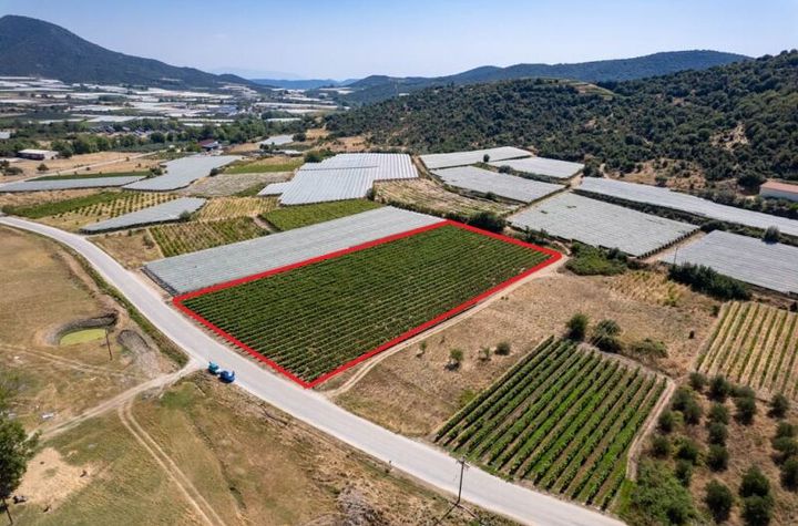 Teren construibil 8000 mp în Mirtofito anunturi imobiliare Grecia