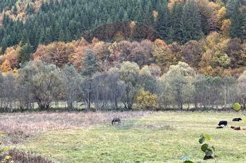 Teren pentru casa de vacanta județul Harghita anunturi imobiliare Harghita
