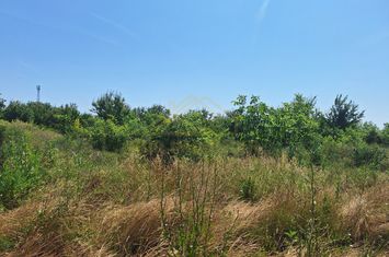TEREN INTRAVILAN 1500 MP-ADIACENT MIRASLAU anunturi imobiliare Bucuresti