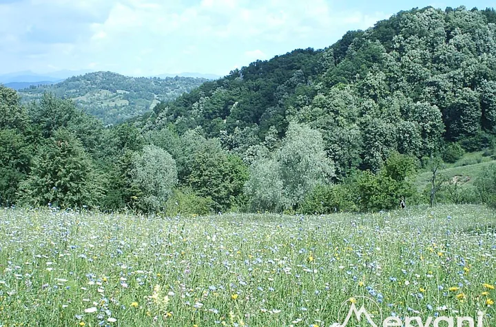 Teren Intravilan de vanzare TELEGA - Prahova anunturi imobiliare Prahova