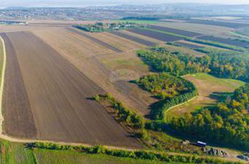 Teren 5,000mp Vorovesti / None anunturi imobiliare Iasi