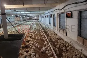 Ferma avicola functionala, judetul Bihor anunturi imobiliare Bihor