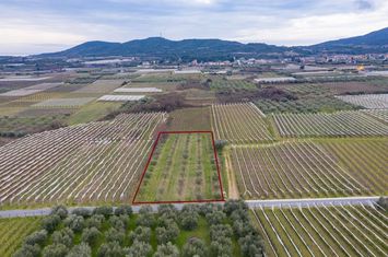 Teren construibil 2.378 mp în Elaiochori anunturi imobiliare Grecia