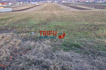 Teren Intravilan de vanzare BARABANT - Alba anunturi imobiliare Alba