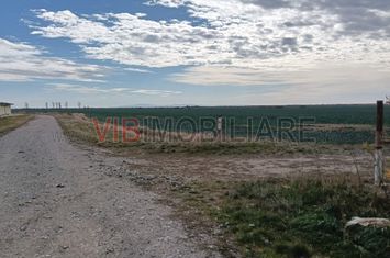 Ferma Agricolă 1.350 Hectare – Grad de Comasare 96–97%, Chișineu Criș, Județul Arad anunturi imobiliare Arad