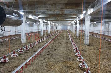 Ferma avicola populata, aparoape de Oradea anunturi imobiliare Bihor