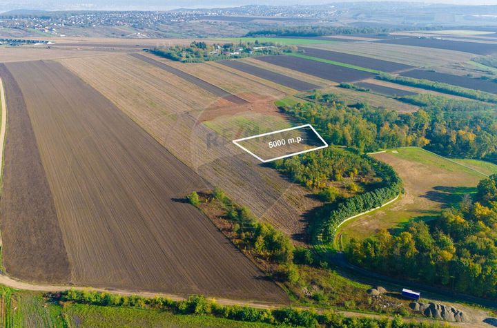 Teren 5,000mp Vorovesti / None anunturi imobiliare Iasi