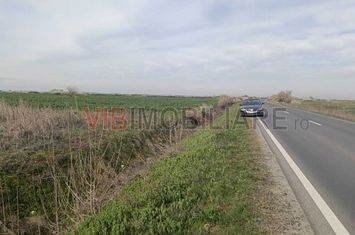 Săcălaz – Beregsău | Teren extravilan 1 ha | Potențial dezvoltare anunturi imobiliare Timis