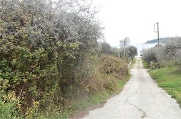Teren agricol 1561 mp în Thassos (Alykes) anunturi imobiliare Grecia