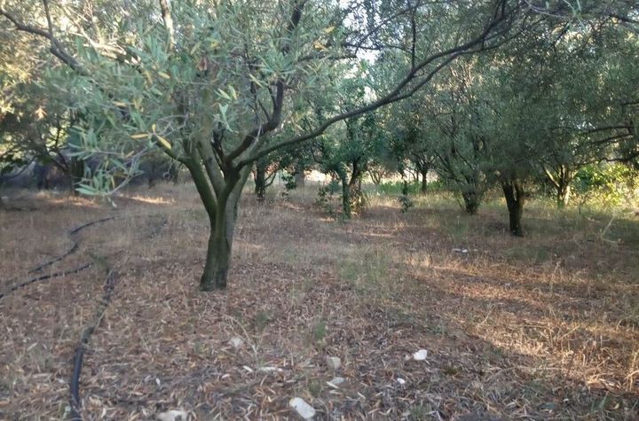 Teren construibil 1.305,74 mp în Potos, Thassos anunturi imobiliare Grecia