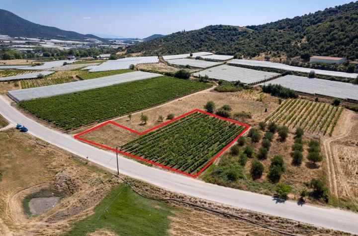 Teren agricol 2.500 mp în Mirtofito, Kavala anunturi imobiliare Grecia