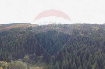 Padure 34 ha Capusu Mare anunturi imobiliare Cluj