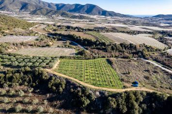 Teren agricol 5.000 mp în Mirtofito, Kavala anunturi imobiliare Grecia