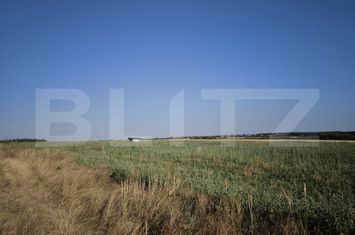 Teren de vanzare CARCEA - Dolj anunturi imobiliare Dolj