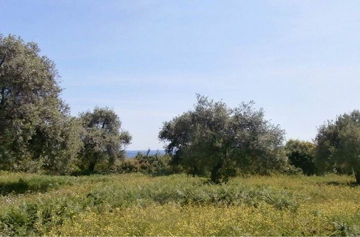 Teren construibil 4258 mp, Koinira (Thasos) anunturi imobiliare Grecia