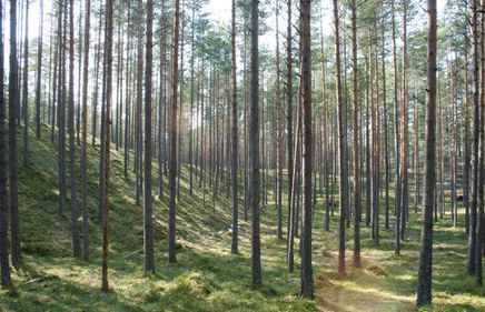 Terenul forestier: o investiție sigură și generatoare de profit imediat