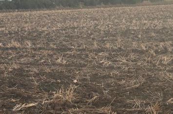 Vand teren intravilan Branesti 2500 mp, pret 70 euro/mp anunturi imobiliare Bucuresti