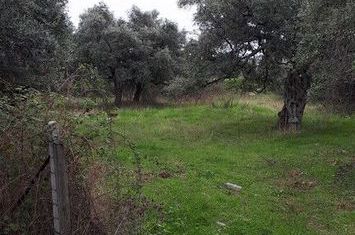 Teren construibil 2.105 mp în Megalos Prinos, Thassos anunturi imobiliare Grecia