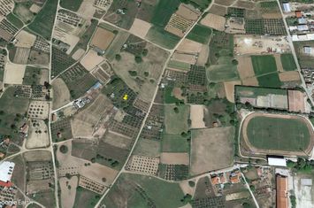 Teren 1.800 mp cu măslini în Nigrita, Serres anunturi imobiliare Grecia