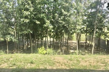Vila individuala,  Paradisul Verde, Corbeanca, anunturi imobiliare Bucuresti