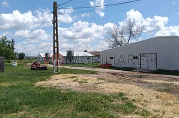 Afacere de vânzare: Fermă Creștere Pui – Ialomița la 60 km de București anunturi imobiliare Ialomita