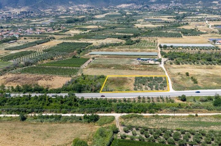 Teren cu măslini 2.382 mp în Gravouna, Nestos anunturi imobiliare Grecia