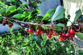 Cumpana Spațiu și curte generoasă! Casa familiei tale! anunturi imobiliare Constanta