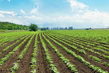 În trei săptămâni, străinii vor fi liberi să cumpere România agricolă