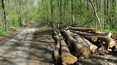 Despăgubiri în hectare de păduri – ultima variantă de a continua treaba Fondului Proprietatea