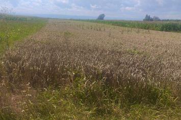 Teren de vanzare MANEUTI - Suceava anunturi imobiliare Suceava