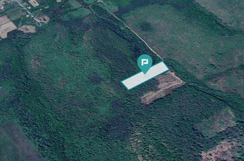 Pădure de foioase – Dorgoş, judeţul Arad anunturi imobiliare Arad