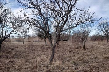 Teren de vanzare DOBROVAT - Iasi anunturi imobiliare Iasi