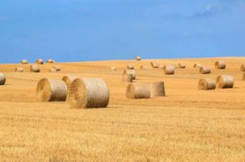 1.835 ha Fermă operațională și teren agricol (Vestul României) anunturi imobiliare Arad