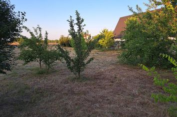 Vanzare teren intravilan imprejmuit 800mp Buftea anunturi imobiliare Bucuresti