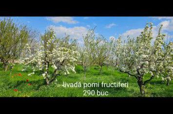Vilă - 5 camere de vanzare TARIAN - Bihor anunturi imobiliare Bihor