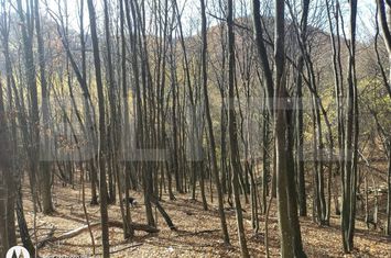 Teren de vanzare ALESD - Bihor anunturi imobiliare Bihor