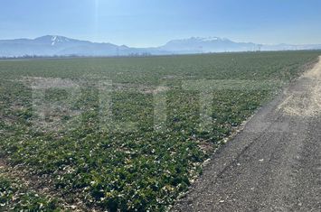 Teren de vanzare CODLEA - Brasov anunturi imobiliare Brasov