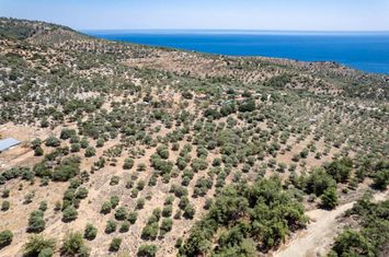Teren agricol 2.135 mp cu vedere la mare — Astrida anunturi imobiliare Grecia
